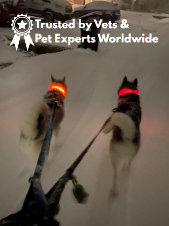 Premium LED Adjustable Dog Collar with Flashing Safety Lights